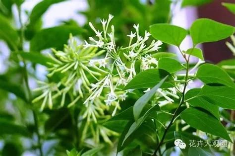 夜來香植物|夜香樹(夜丁香):植物形態,生長習性,分布範圍,繁殖方法,栽培,扦插。